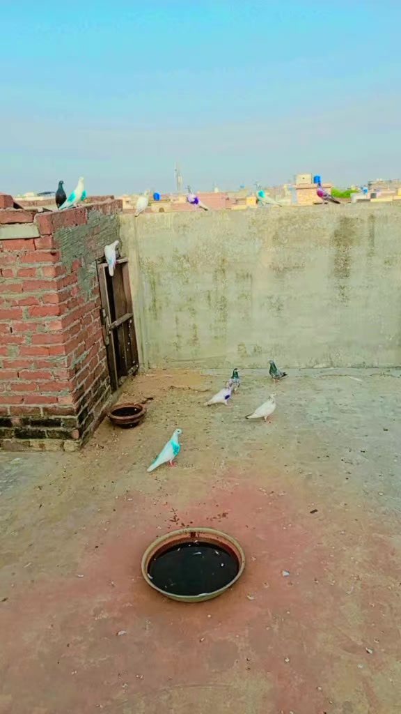 @Gujrati Munda