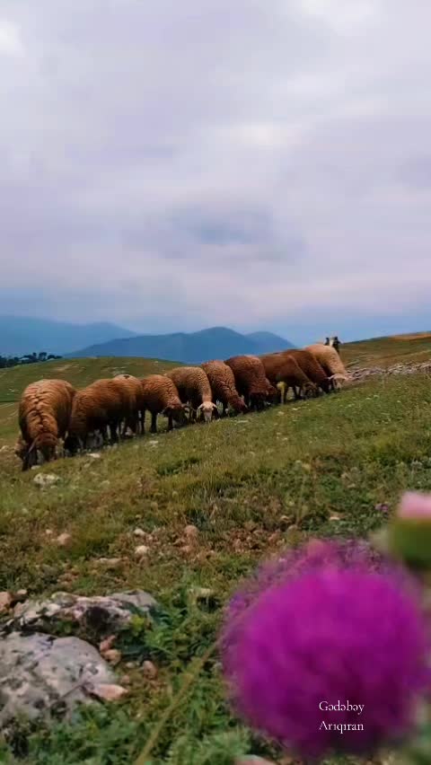 @Anar_Əliyev