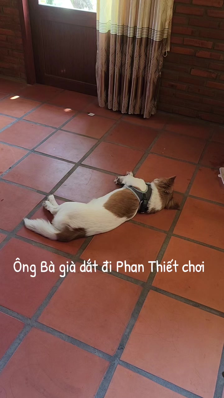 @Quoc Bao SDSoft