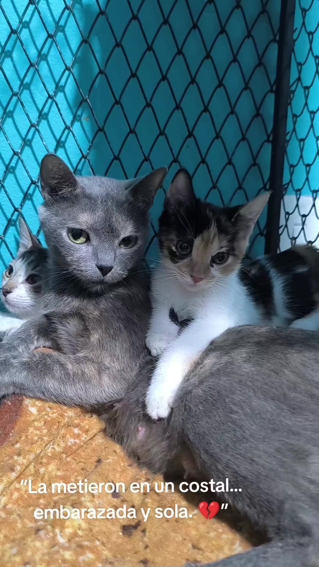 @fundación lazo animal