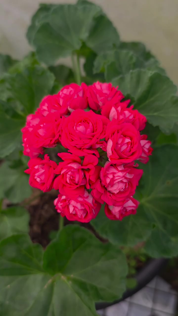 @💧Çiçek dostu 🇹🇷💧