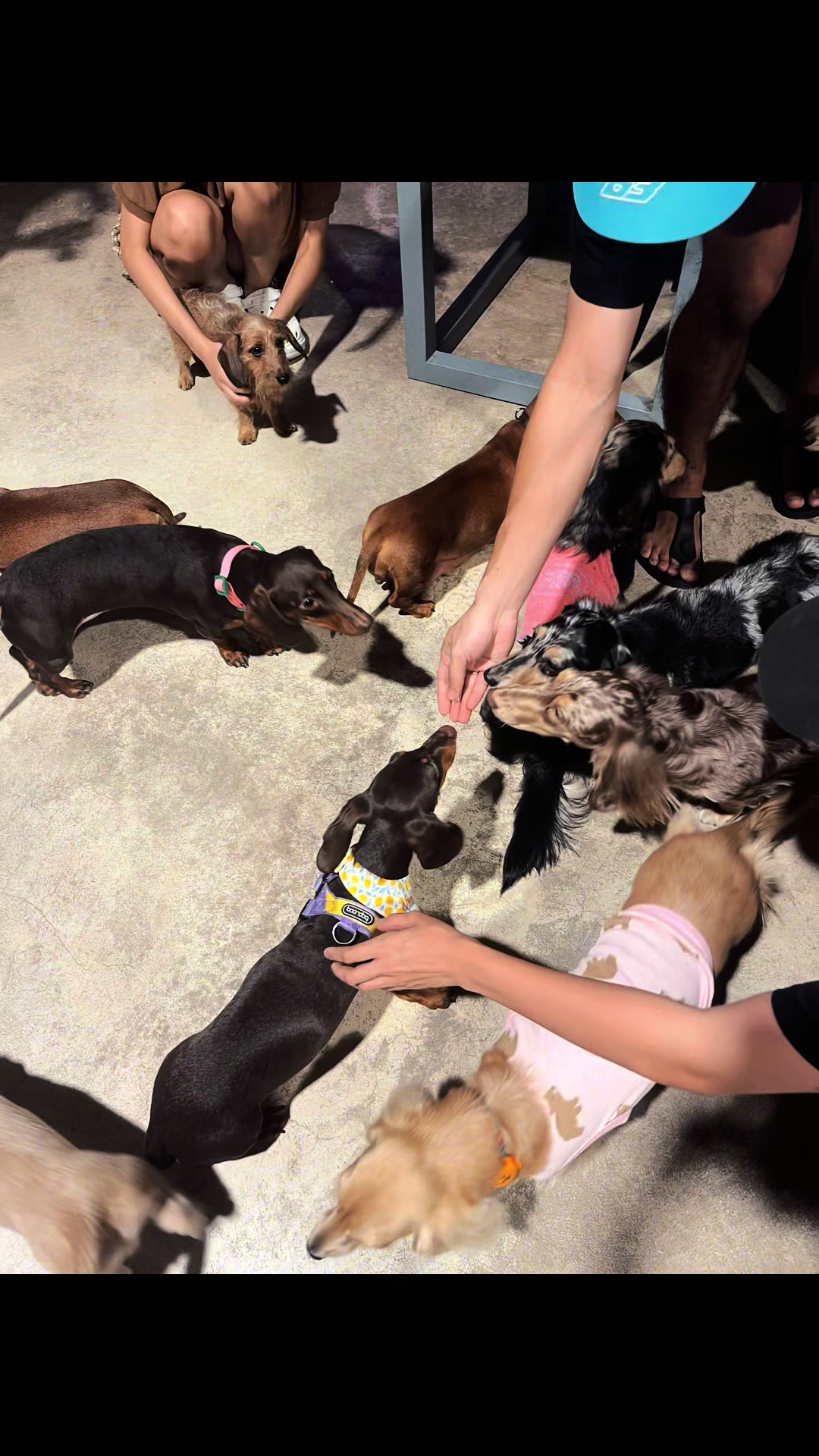 @ไนร่าไอติมยูนิ🐾Mini dachshund