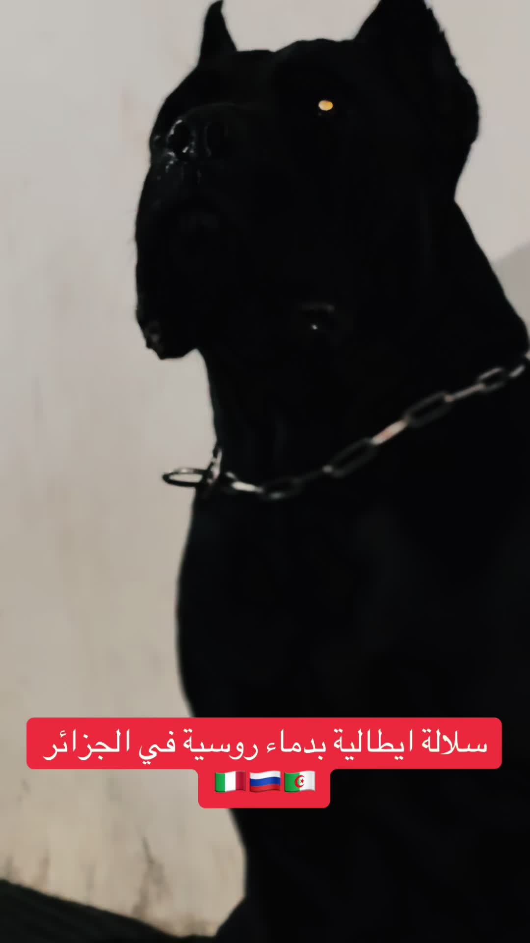 @عصابة الكلاب الإيطالية🇮🇹⚡️🔥
