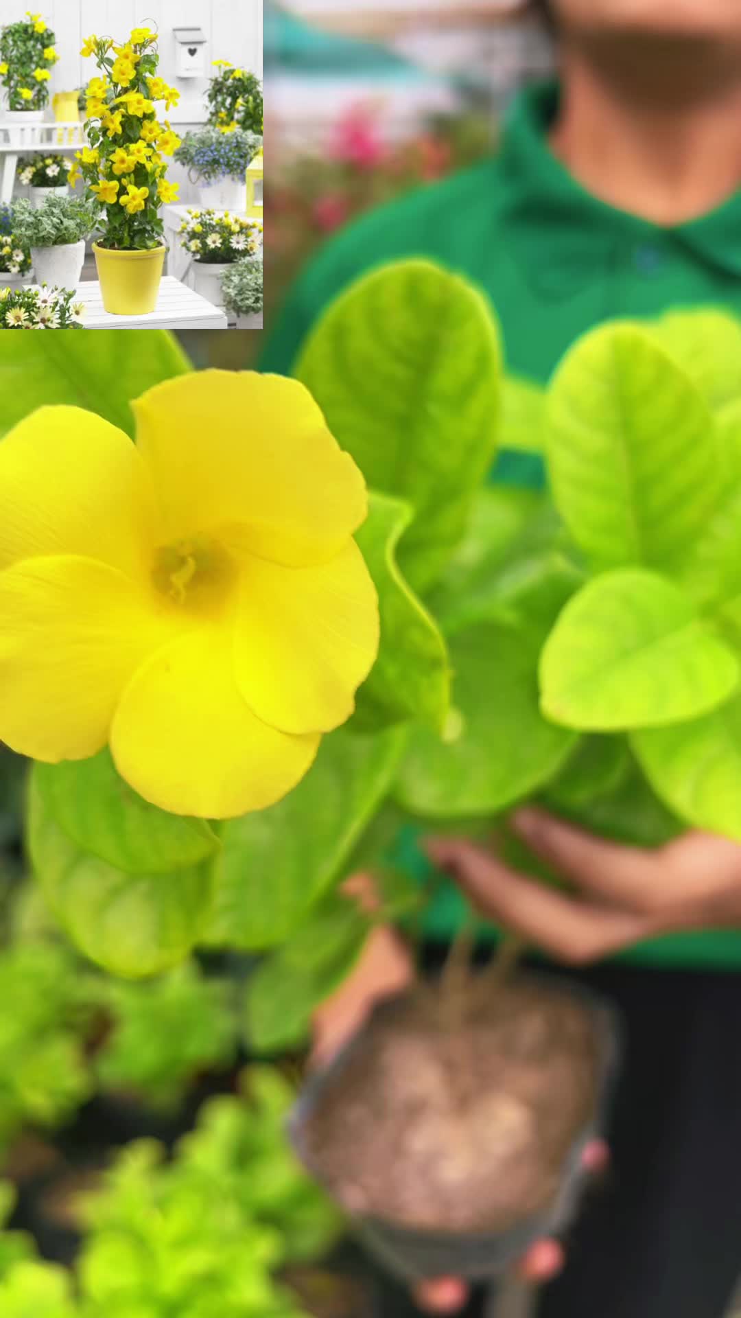 @Uday Garden Centre