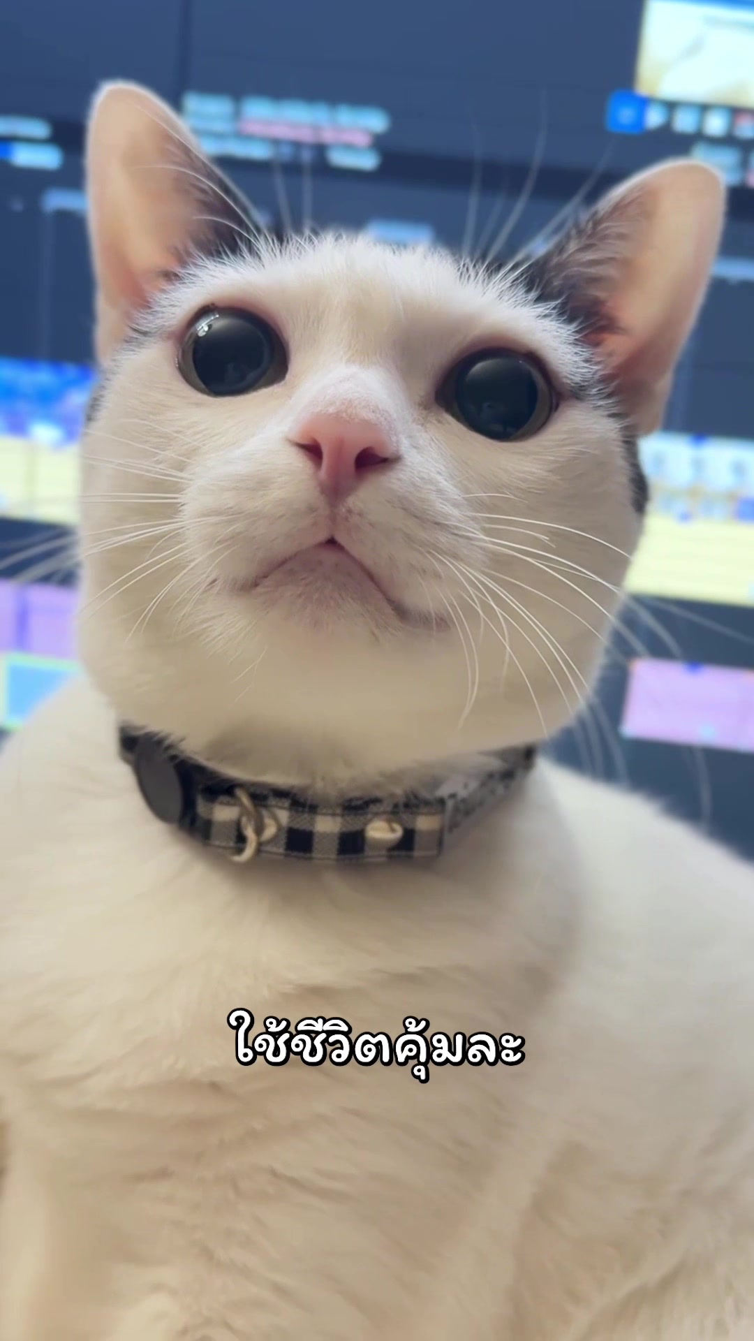 @แชปครองโลก