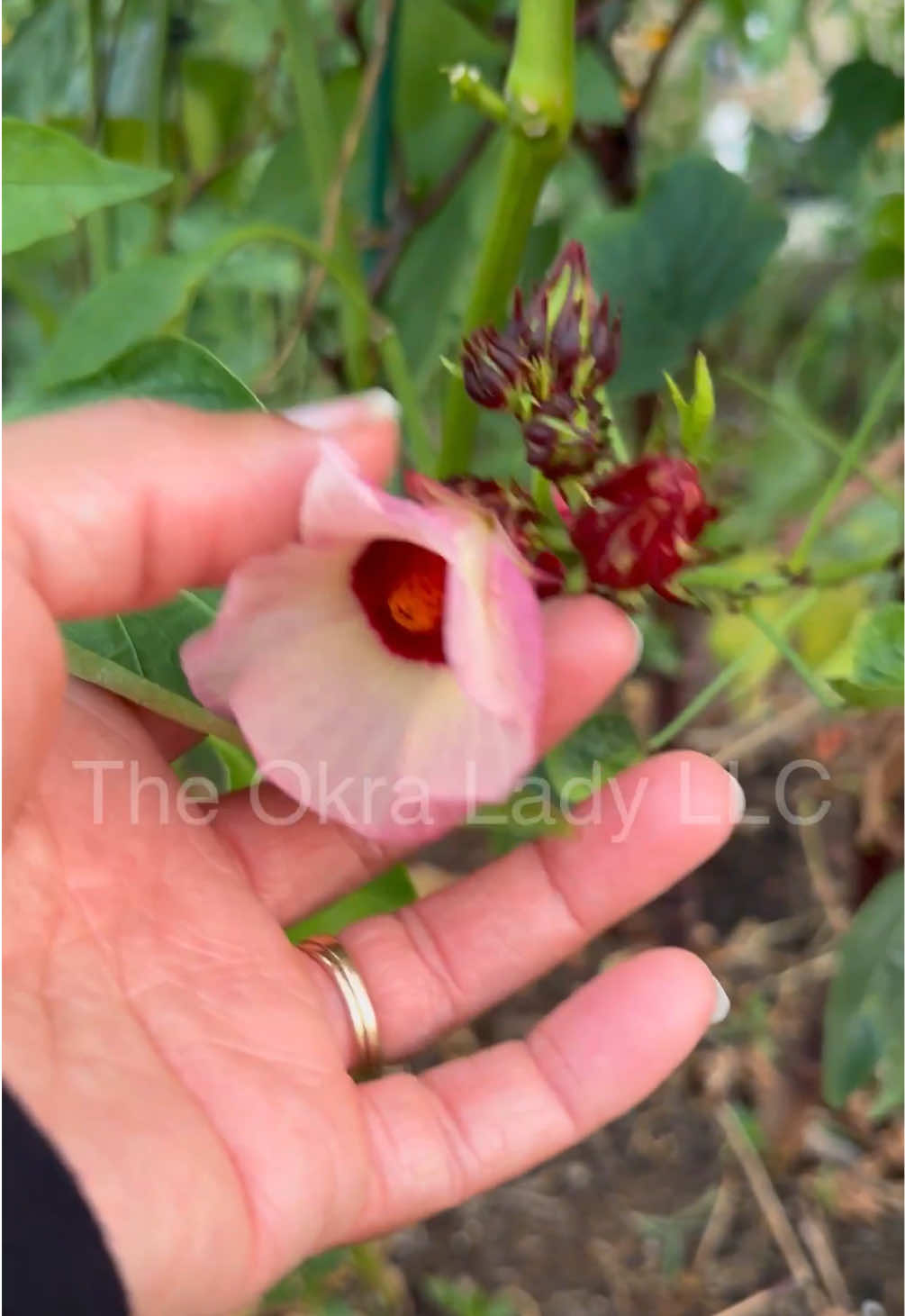 @The Okra Lady LLC