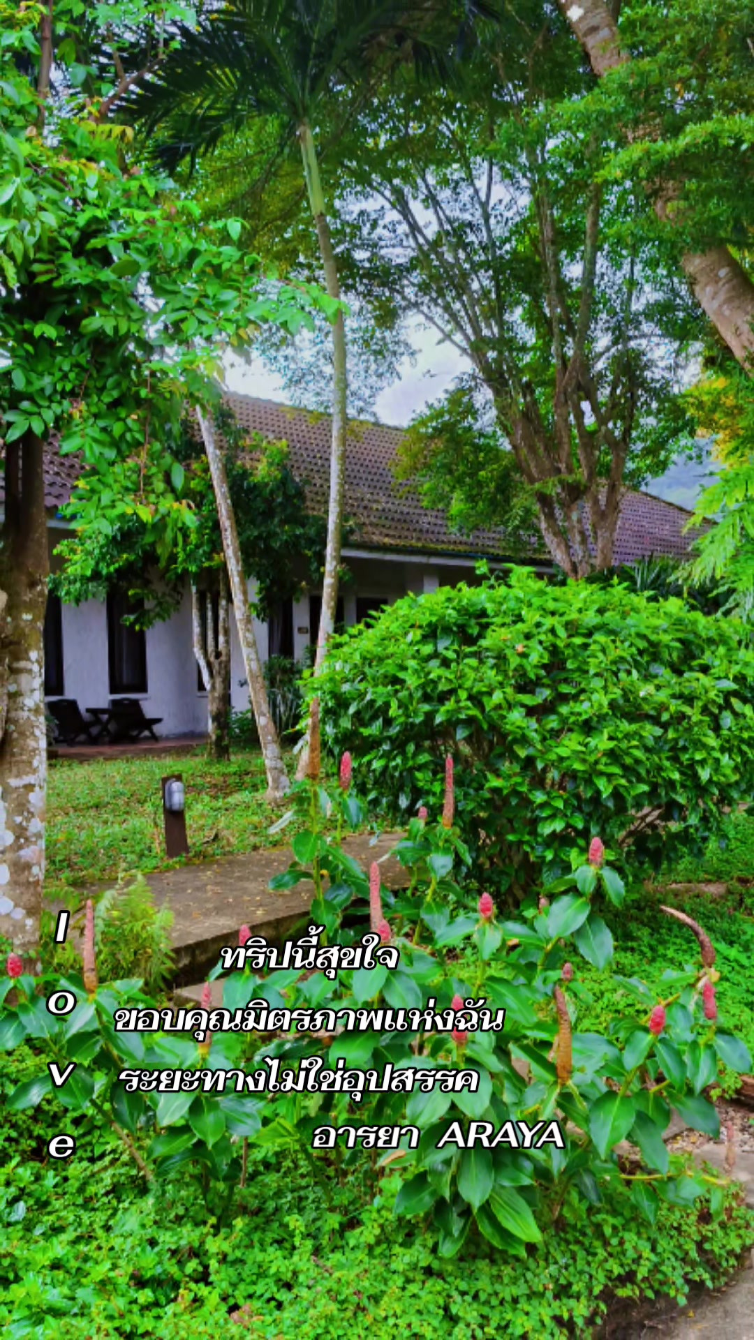 @อารยา araya