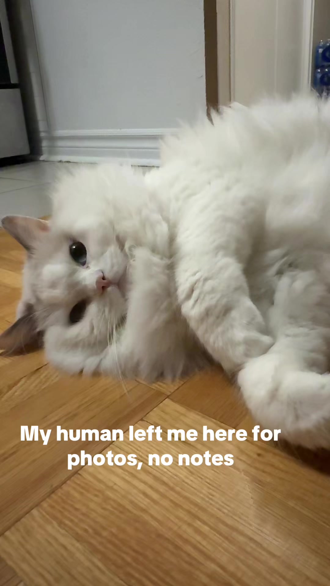 @Princess Yuna 😽
