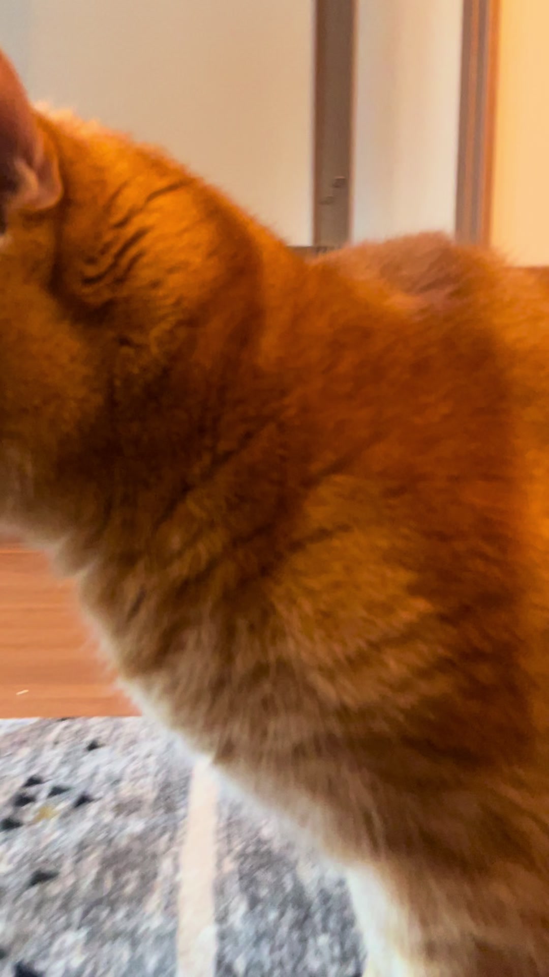 @社会人の猫暮らし🐈あめ