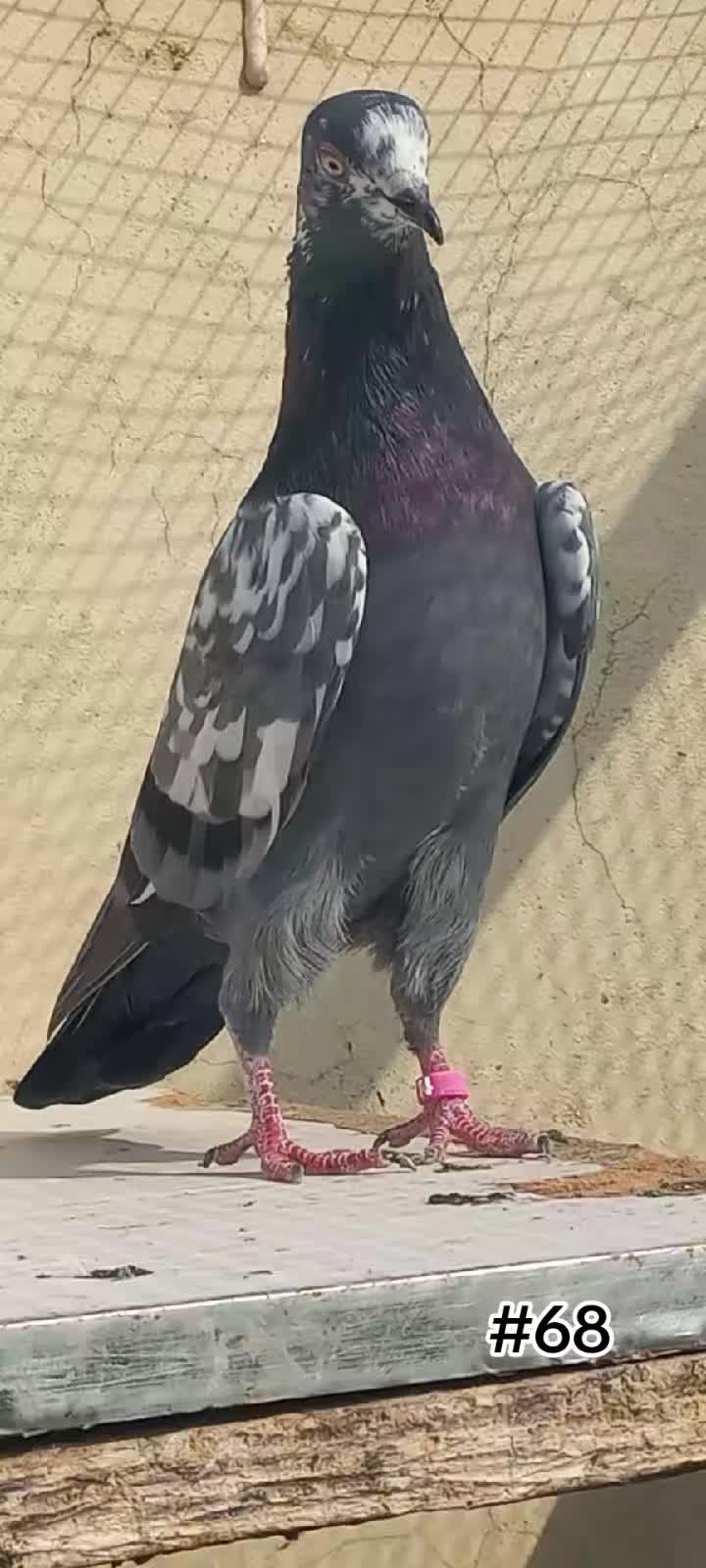 @Ranakasuripigeon