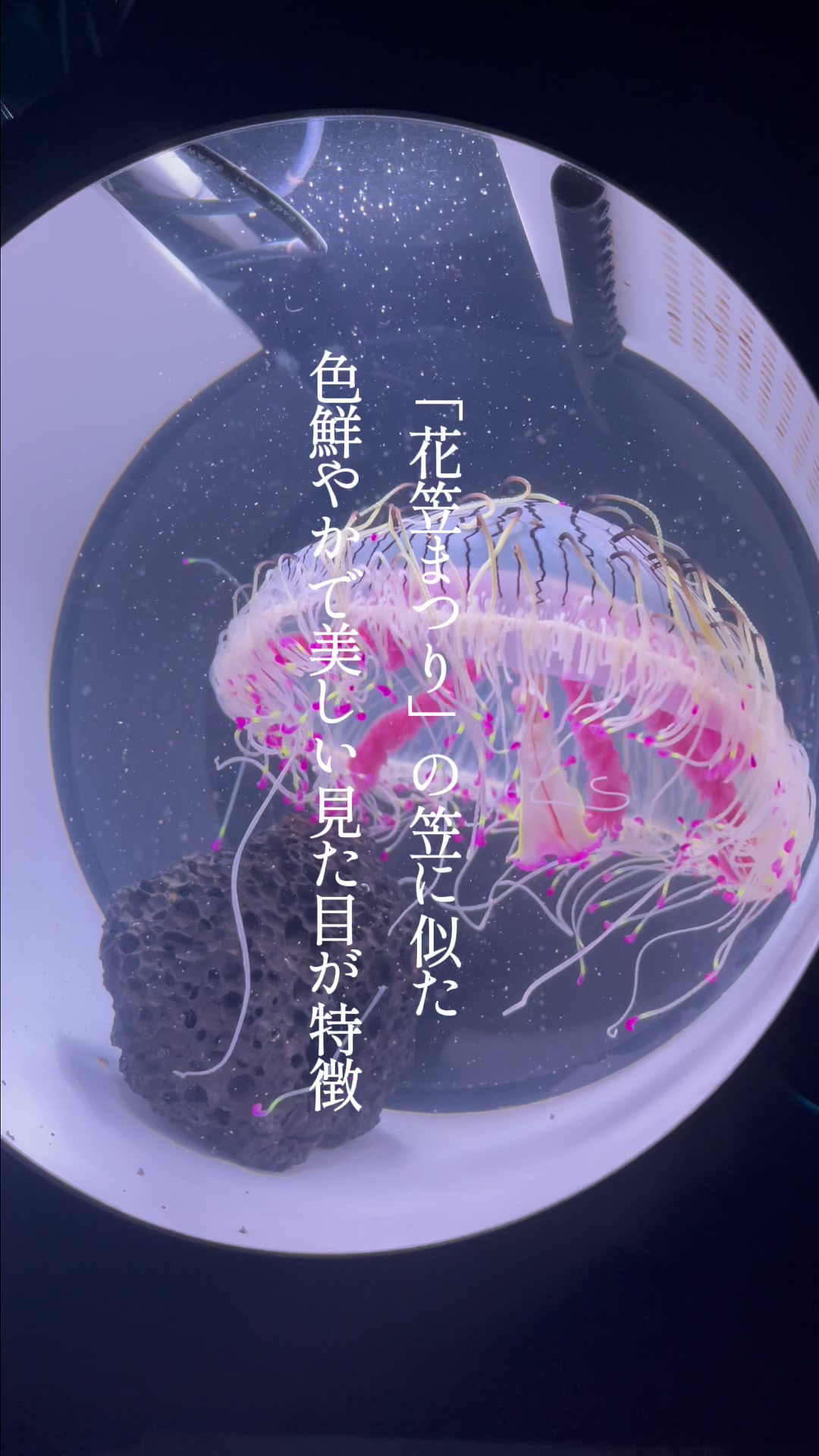 @tayuta -海月と漂う人生の隠れ家-