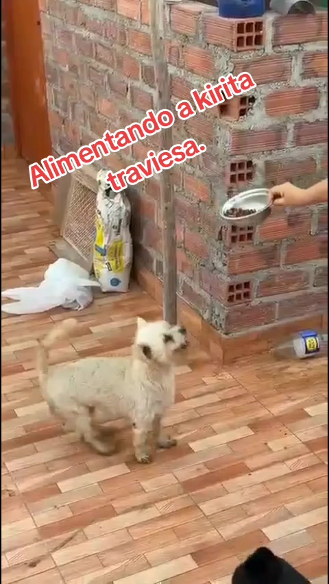 @🌷 Sarita y los callejeritos