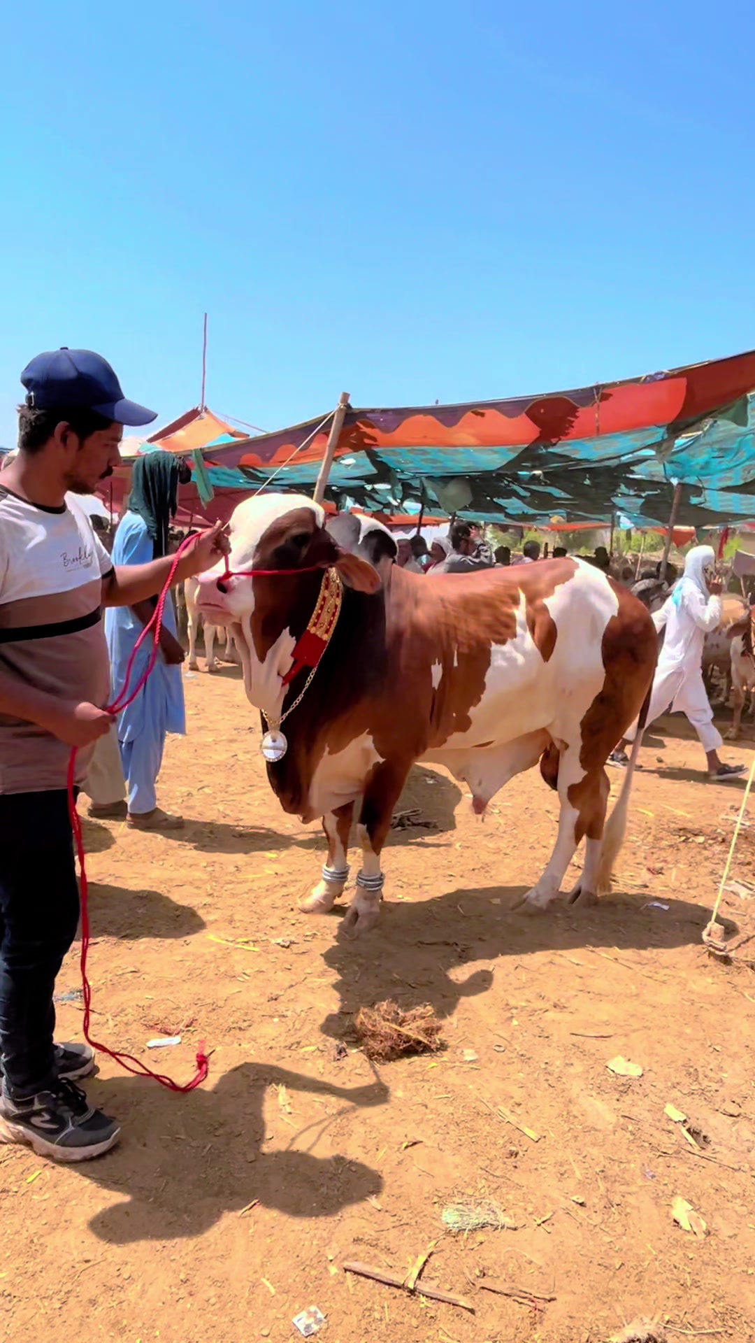 @MS Cattle Farm