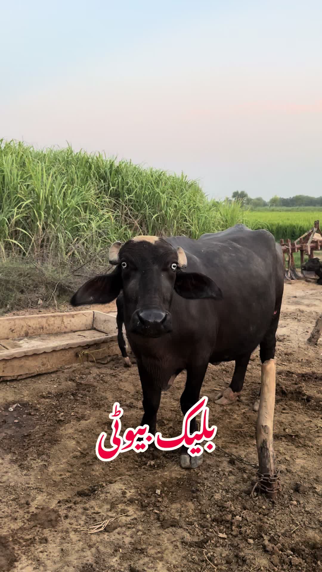 @Dr.Mohsin