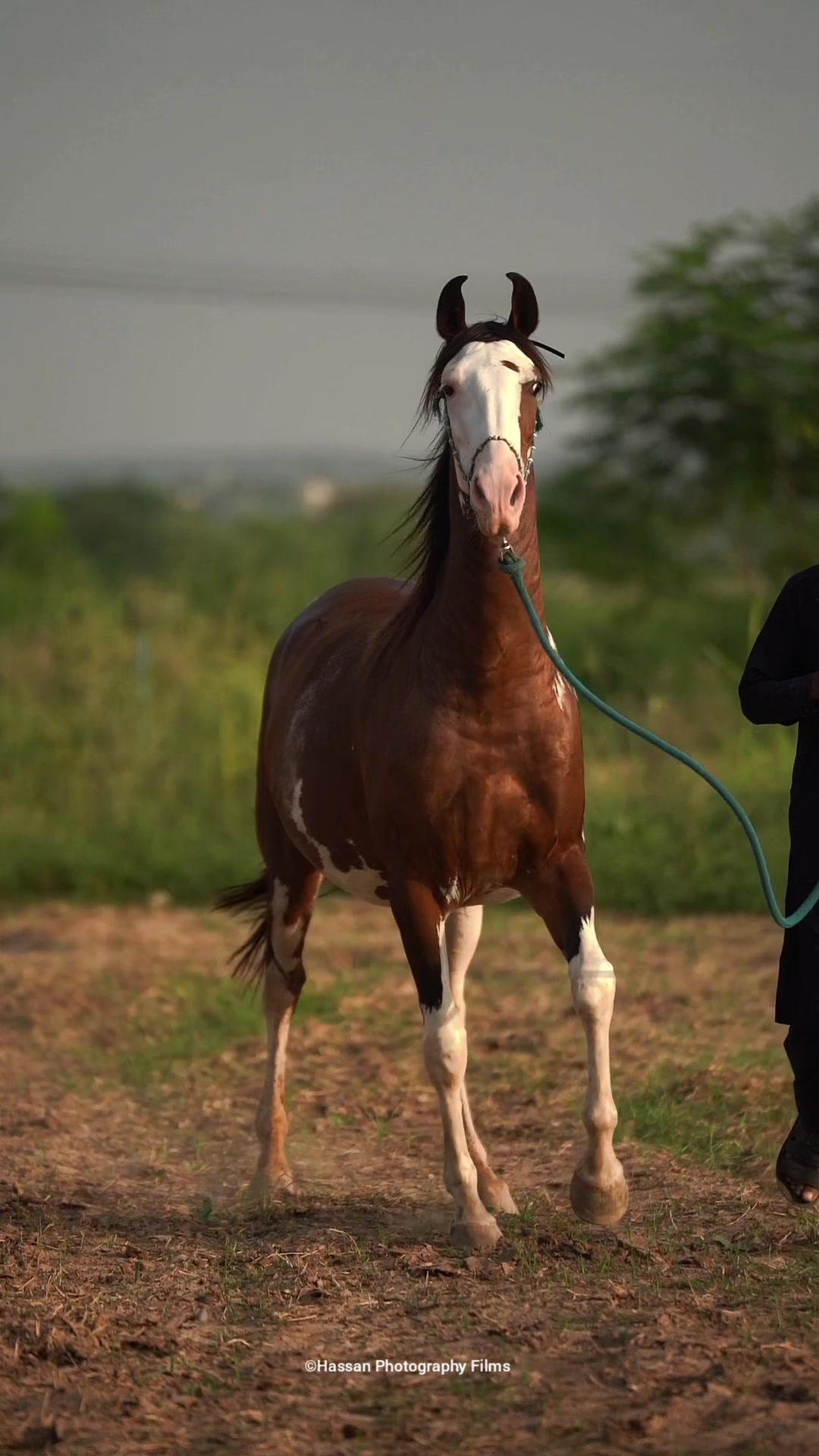 @SUNRISE STUD FARMS RAWALPINDI