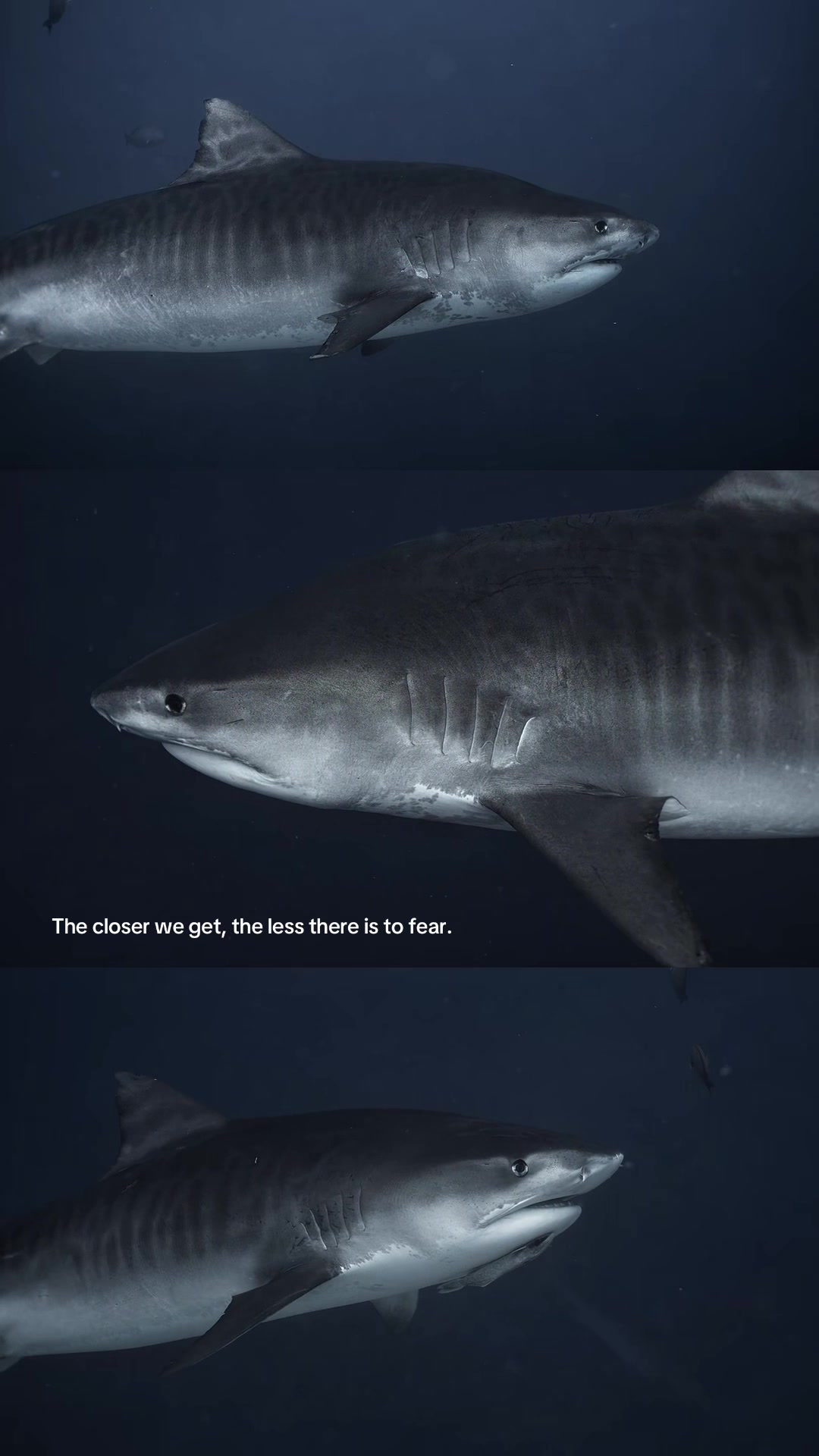 @Kendall | Shark Photographer