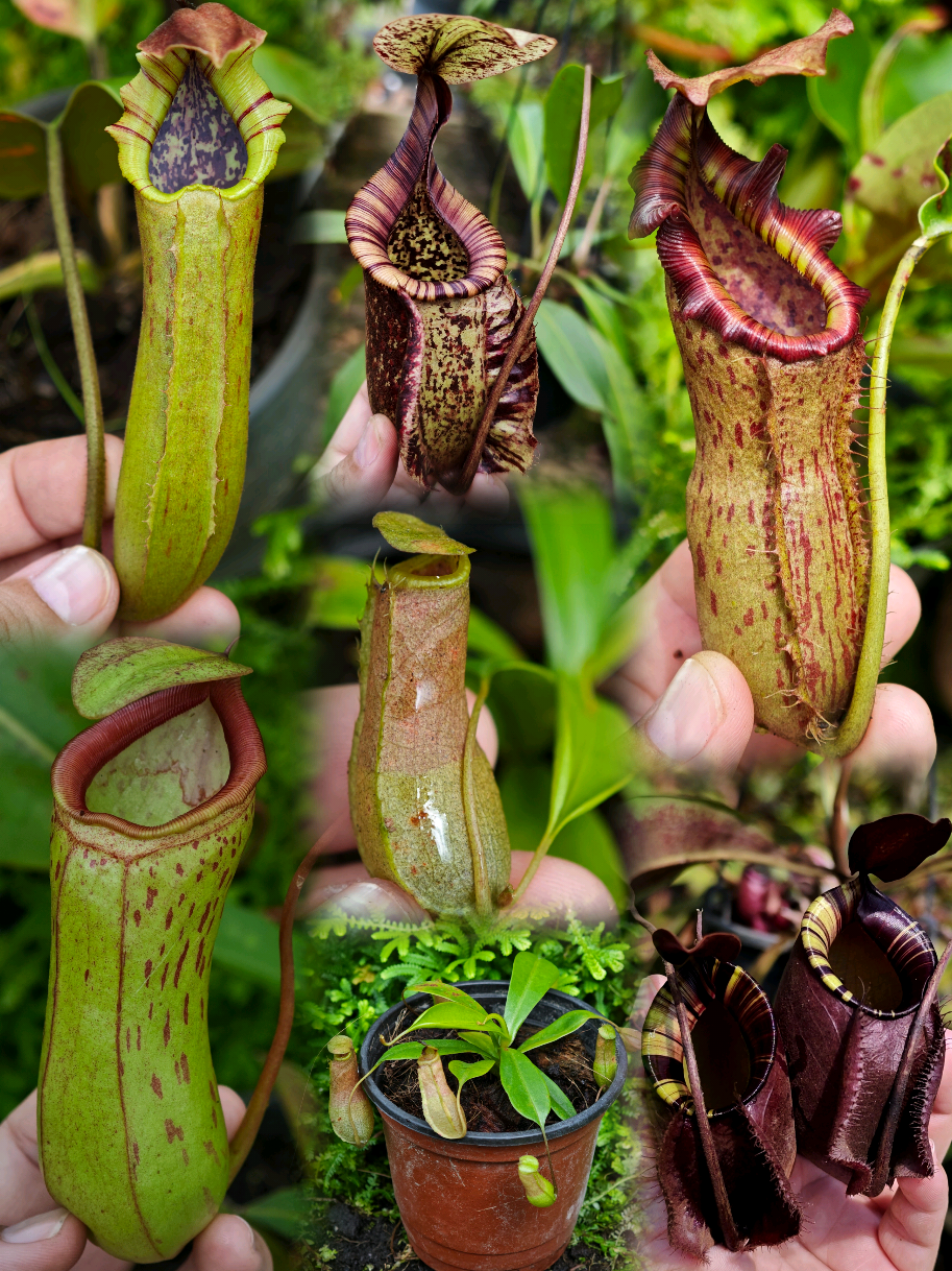 @GSp.Rayong Nepenthes
