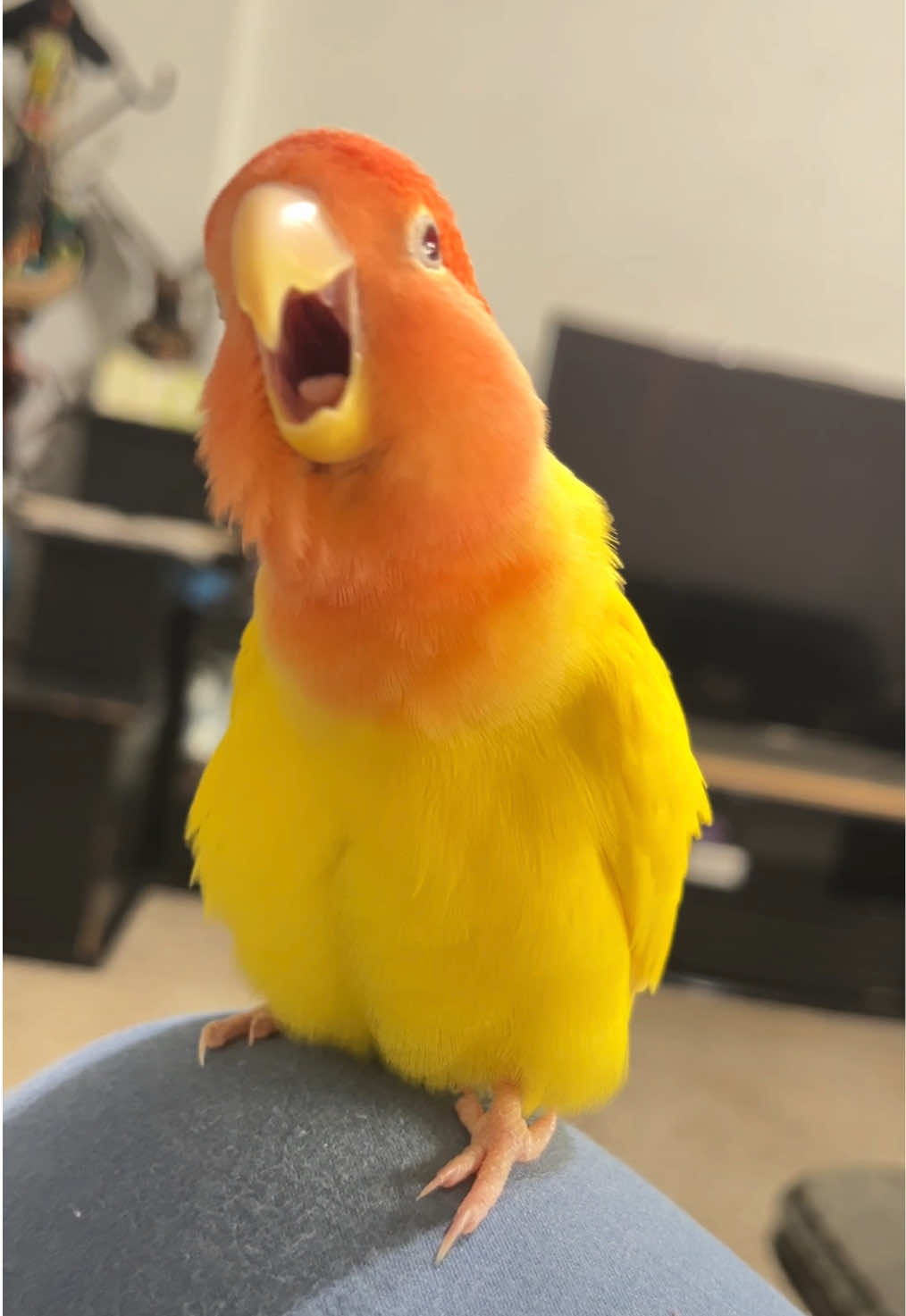 @crisaandbirds