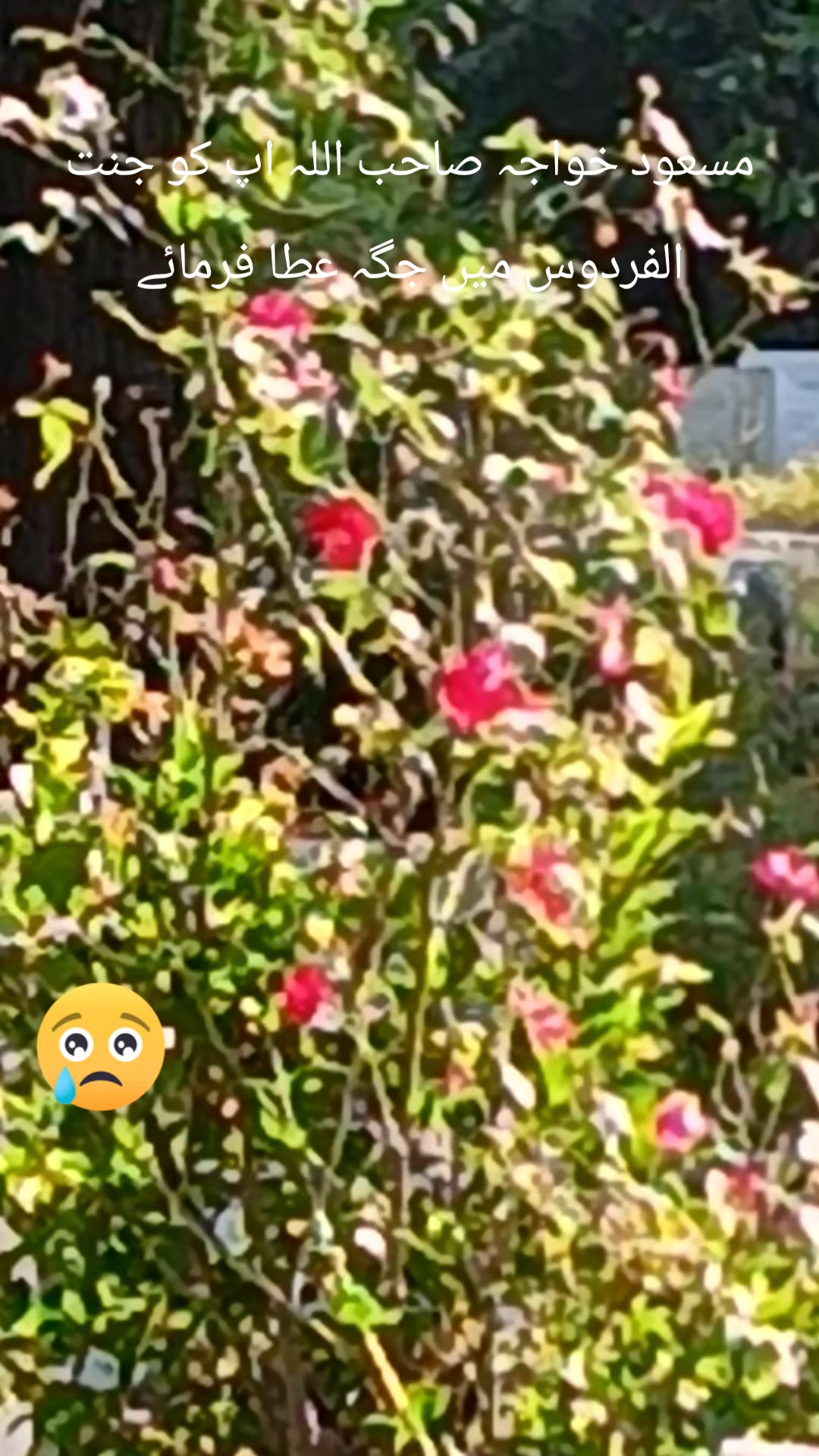 @Anjum Habibi ,❤️