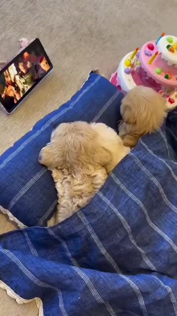 @Teacup puppies