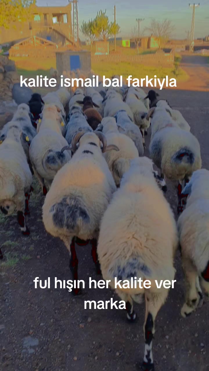 @Ismail Bal