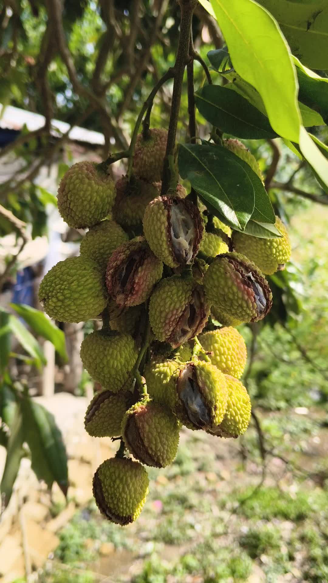 @Panipuri🤓