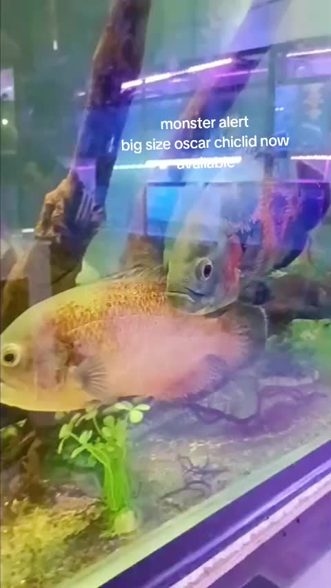 @Choice In Aqua