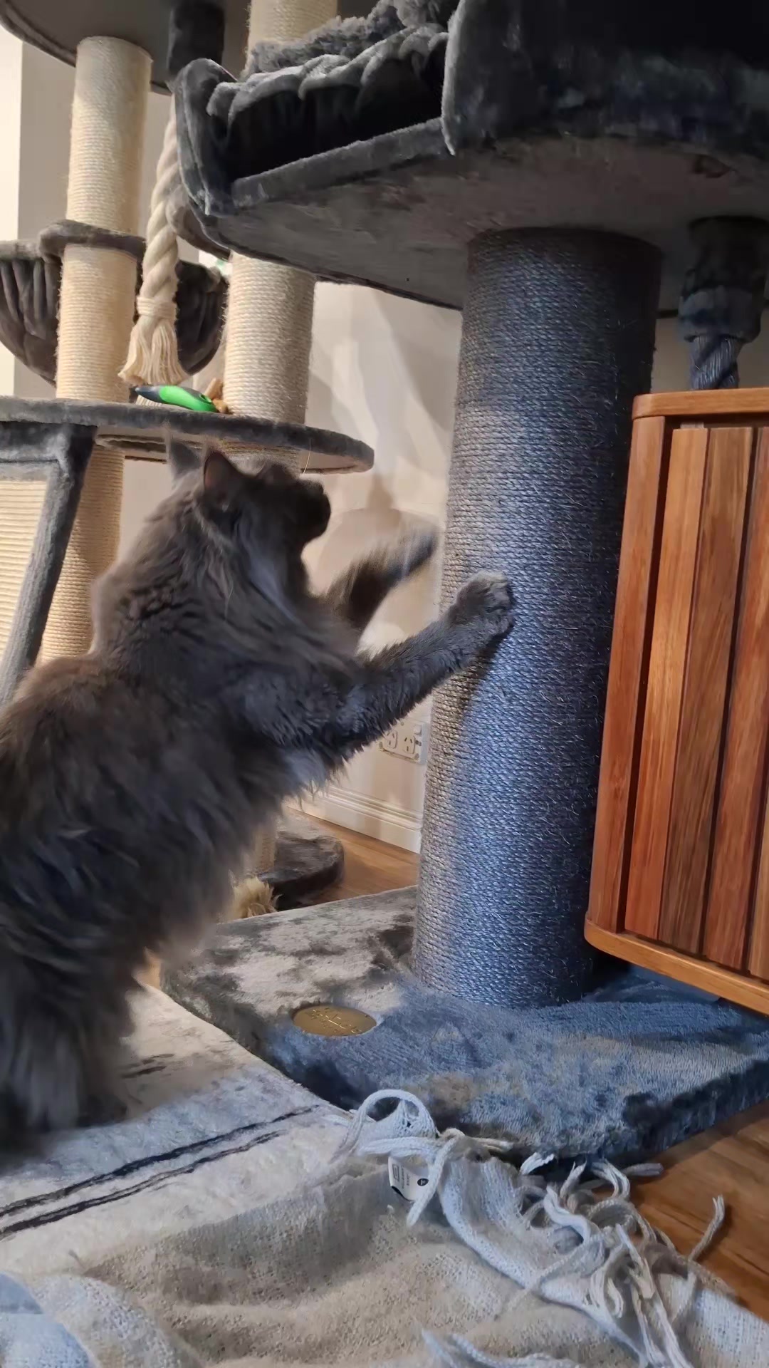 @Ragnar the Maine Coon 🐈