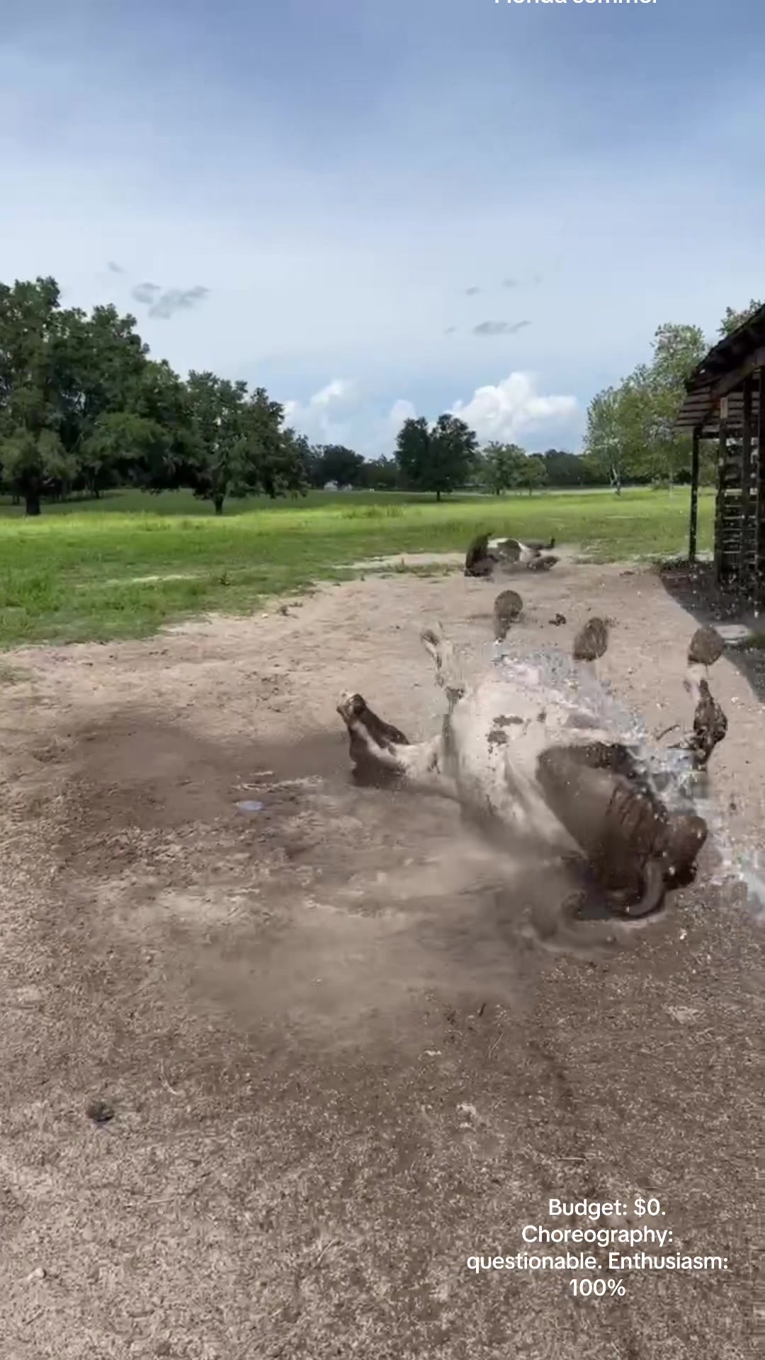 @jesswithallheranimals
