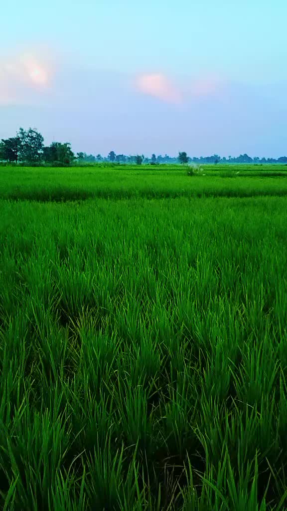 @Parbhu Ram