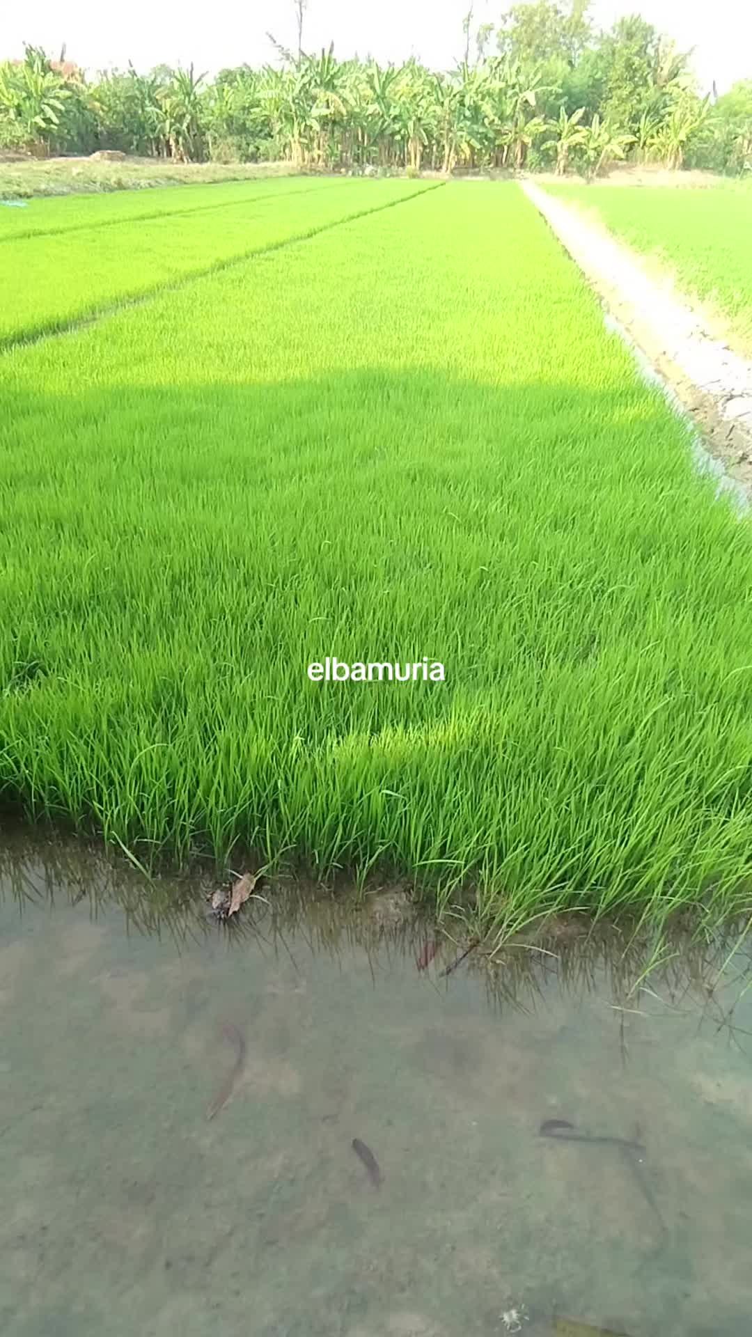 @elbamuria