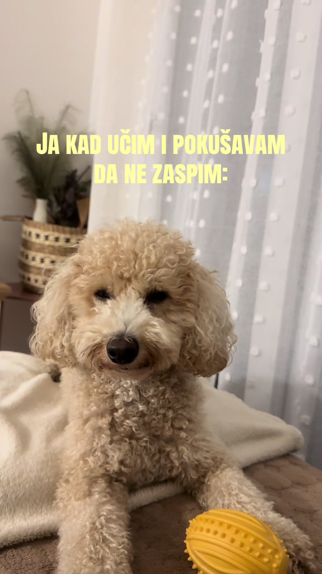 @Merdzy