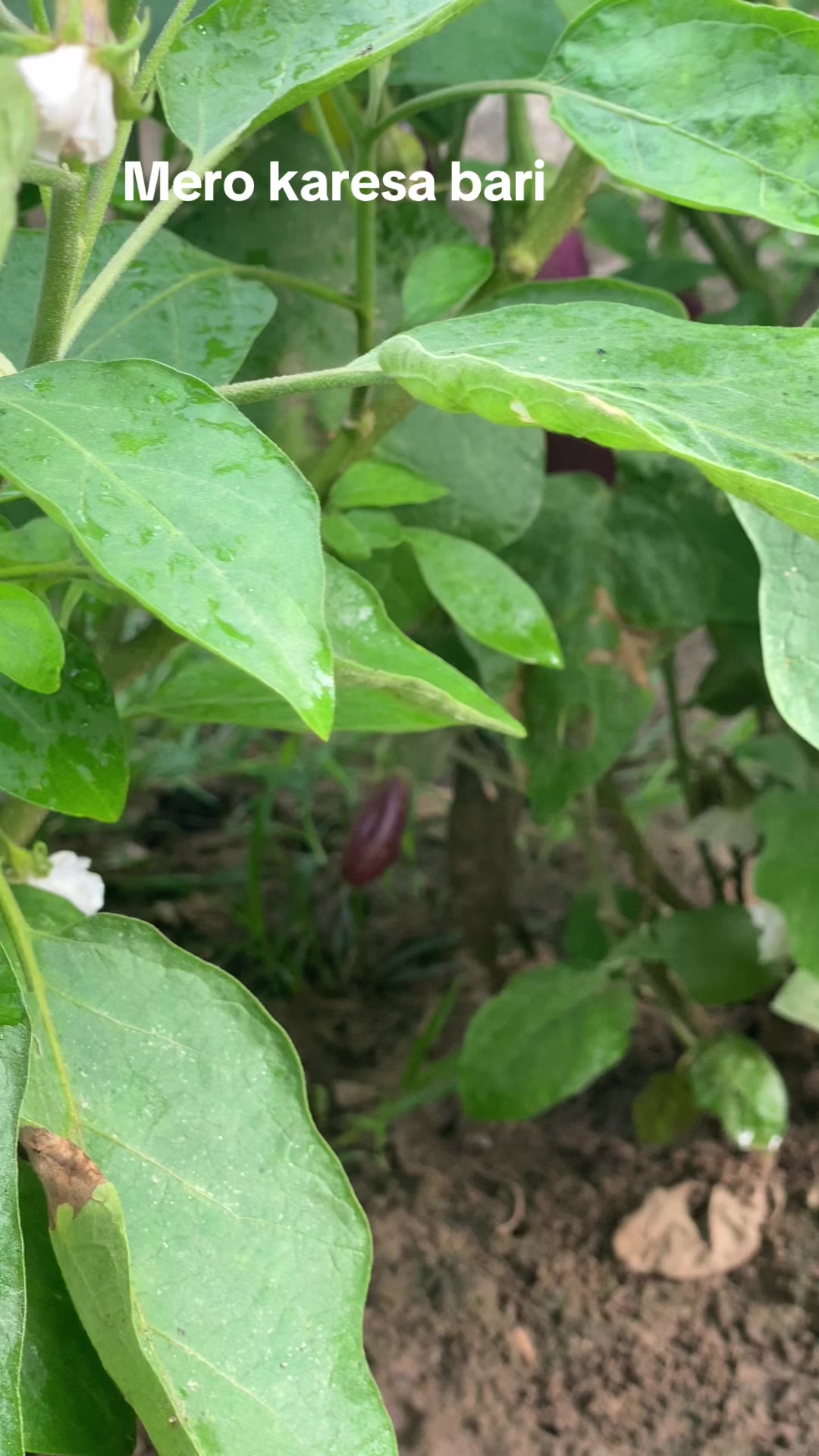 @Hira Adhikari808