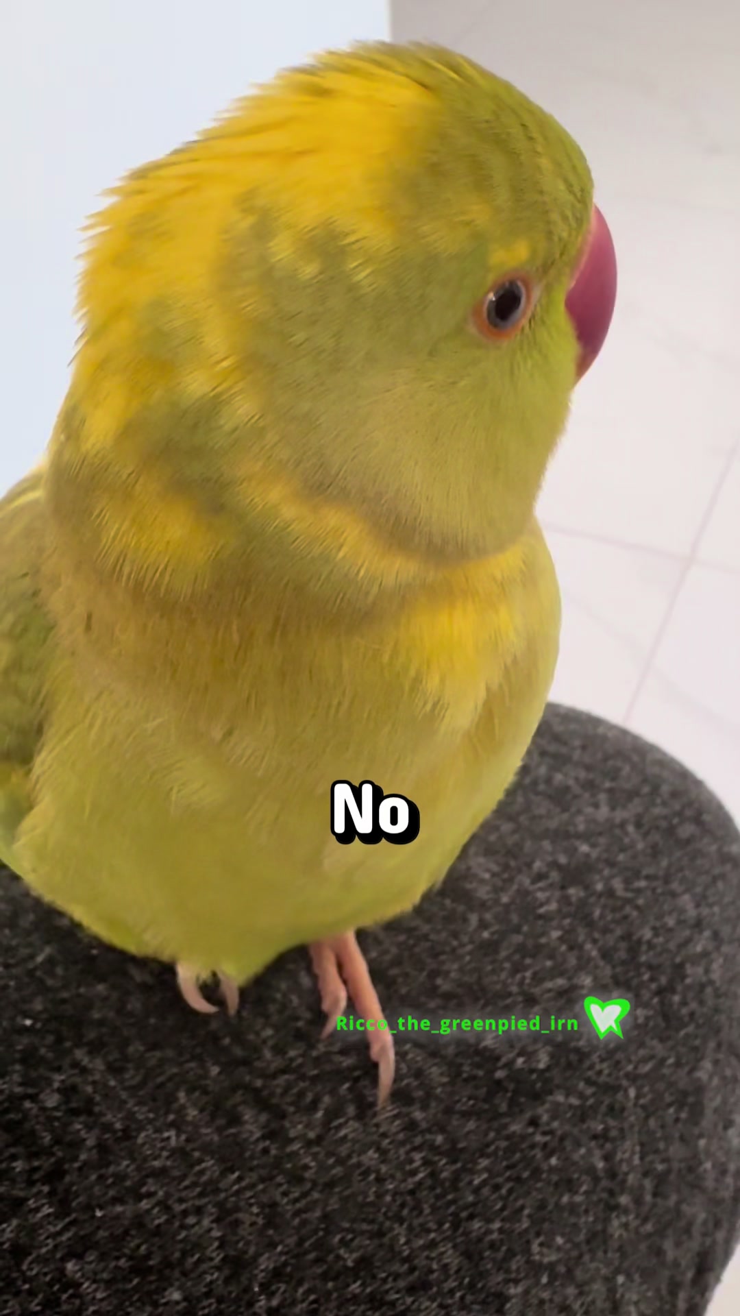 @Ricco