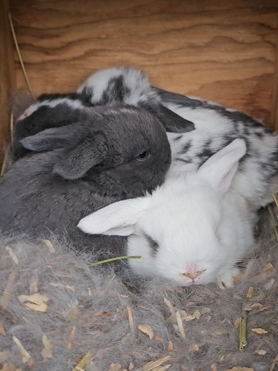 @Darling Rabbitry