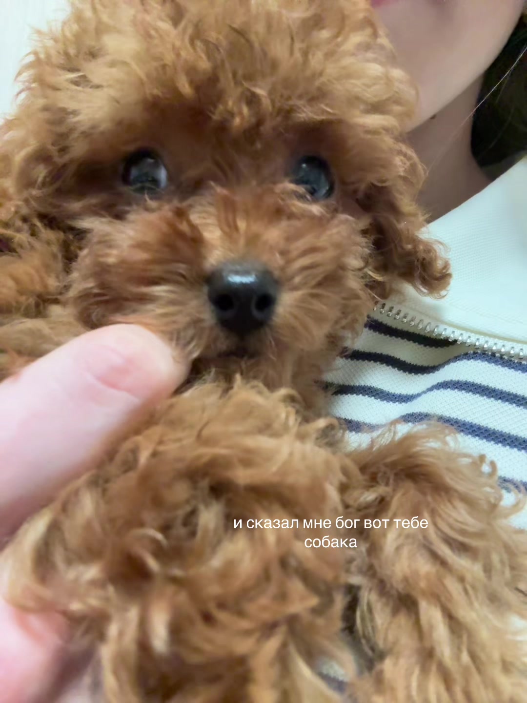 @лизка твикс