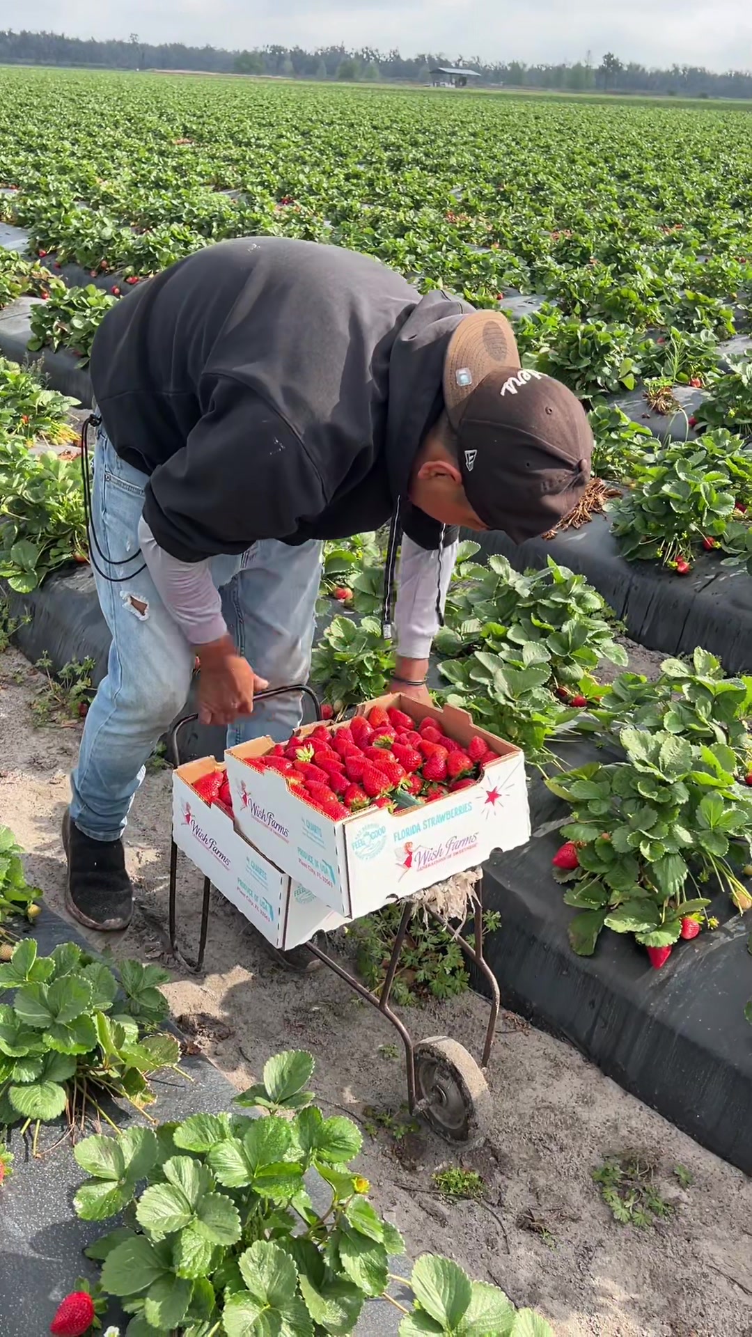 @AVL HARVESTING 👨&zwj;🌾