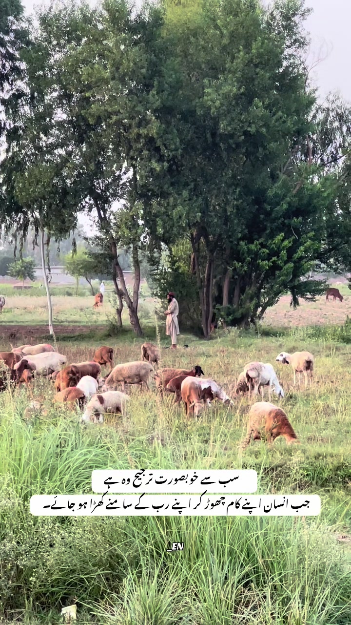 @Eman Niazi