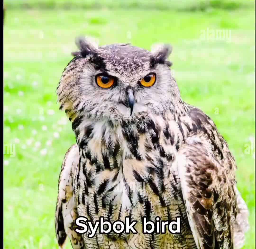 @Adam ¿; ๐ชฒ๐