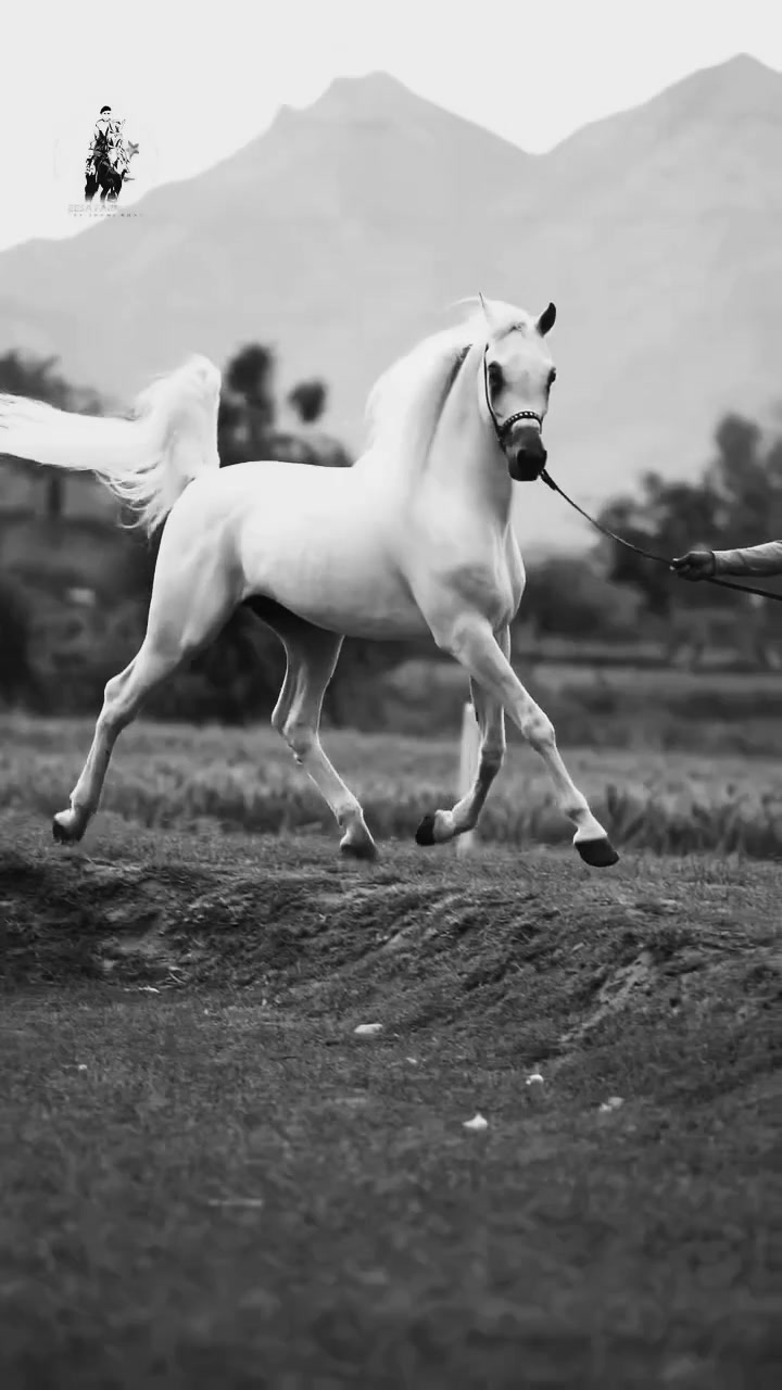 @👑روان بنت حلب👑⛎