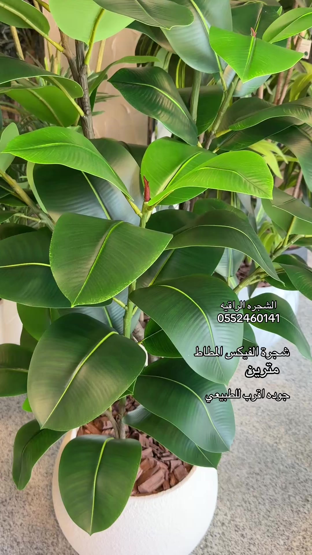 @الشجره الراقيه(زهور المملكه)🌴