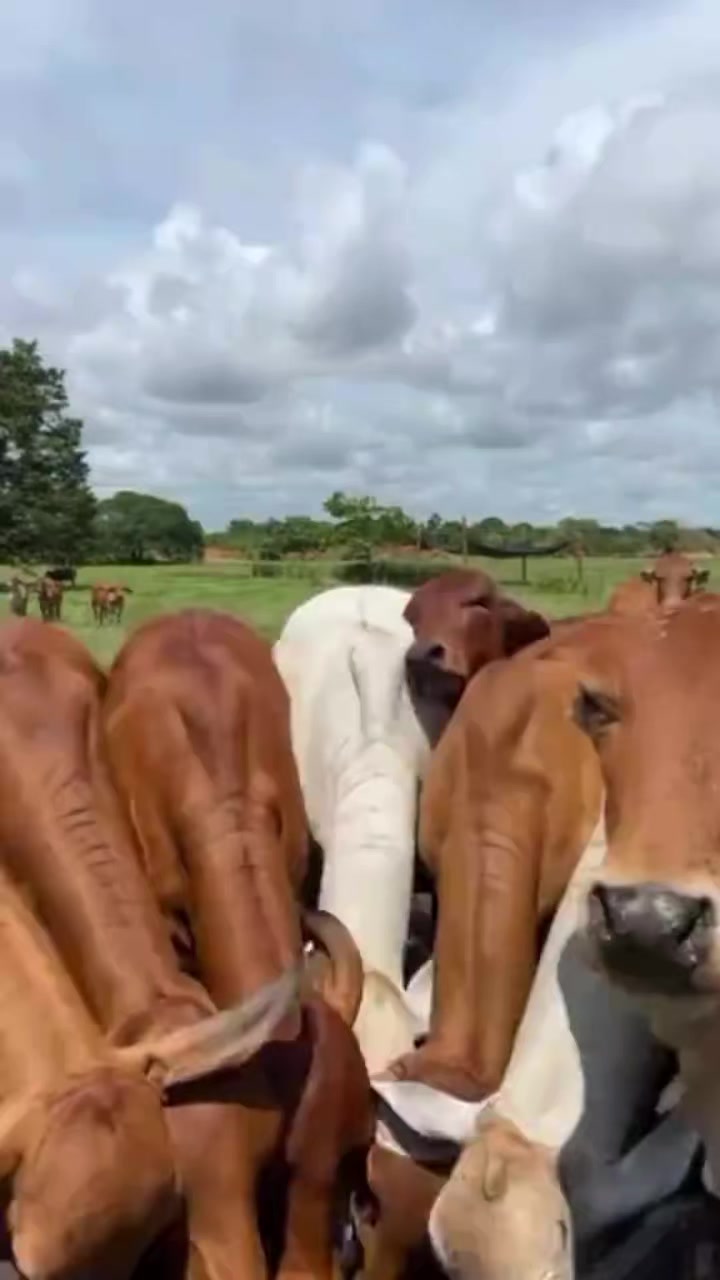 @KENYA FARM NAIVASH 0737434484