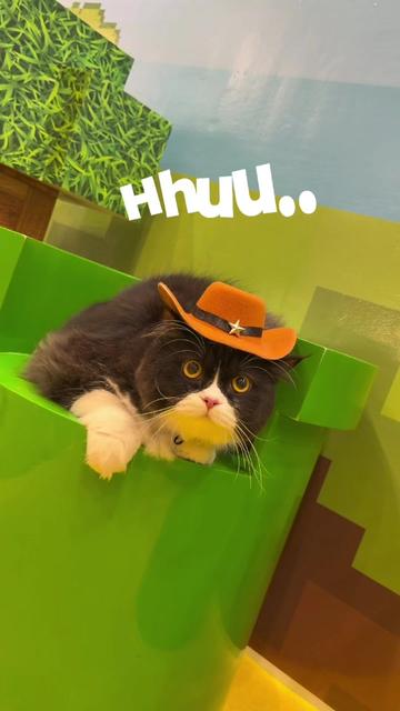 @Bucin cat