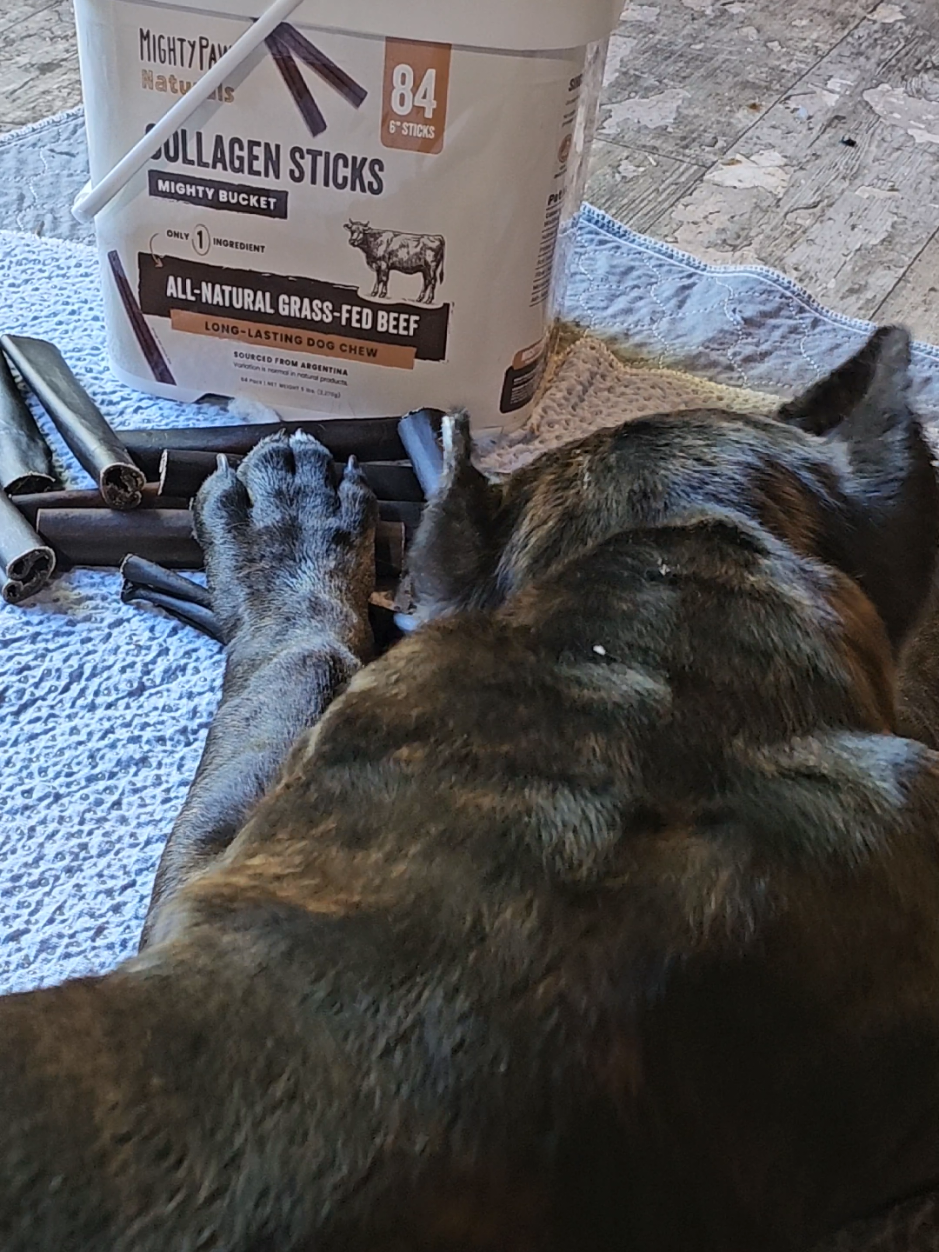 @SalmonCreekCaneCorso