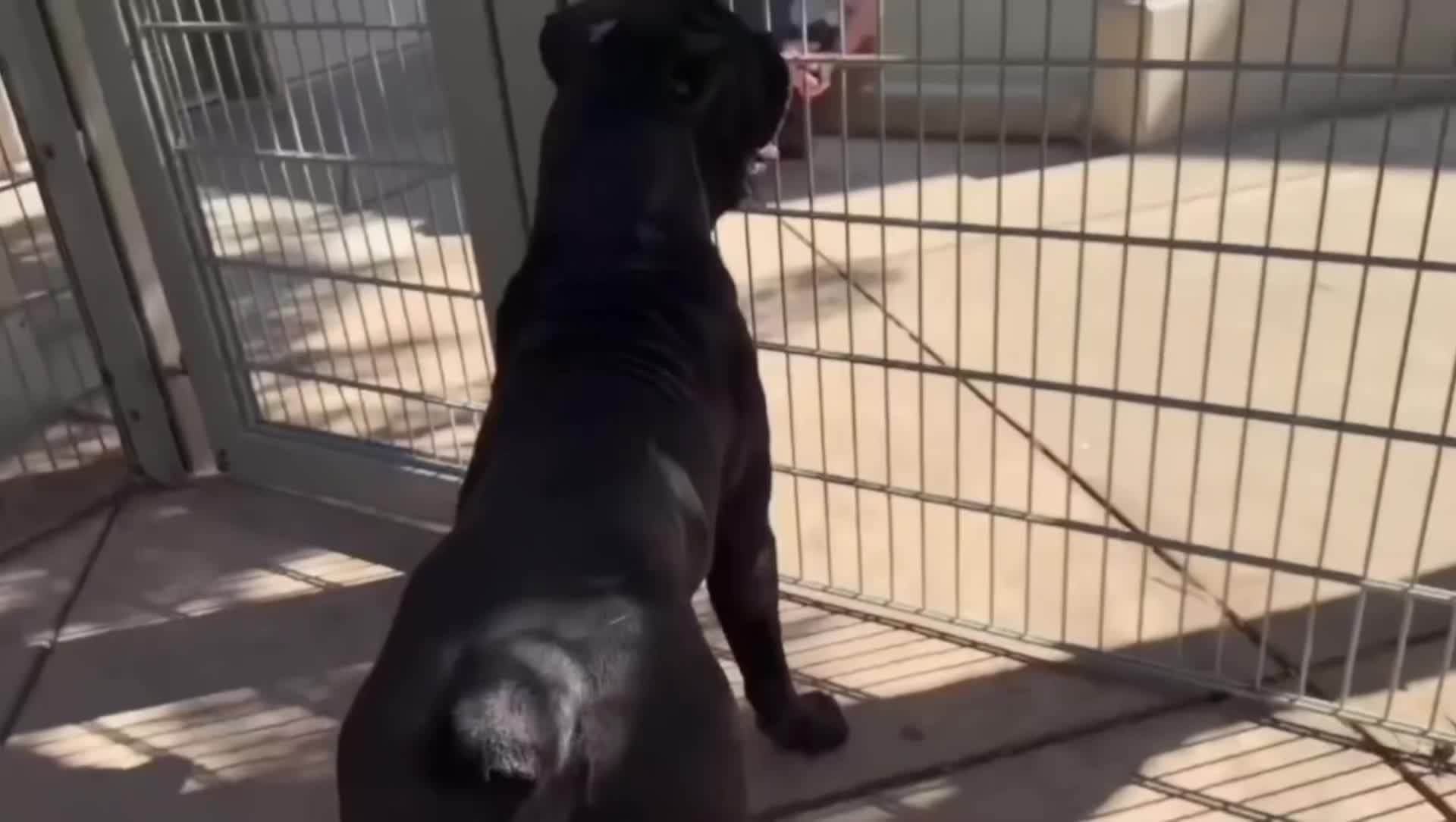 @Cane Corsos