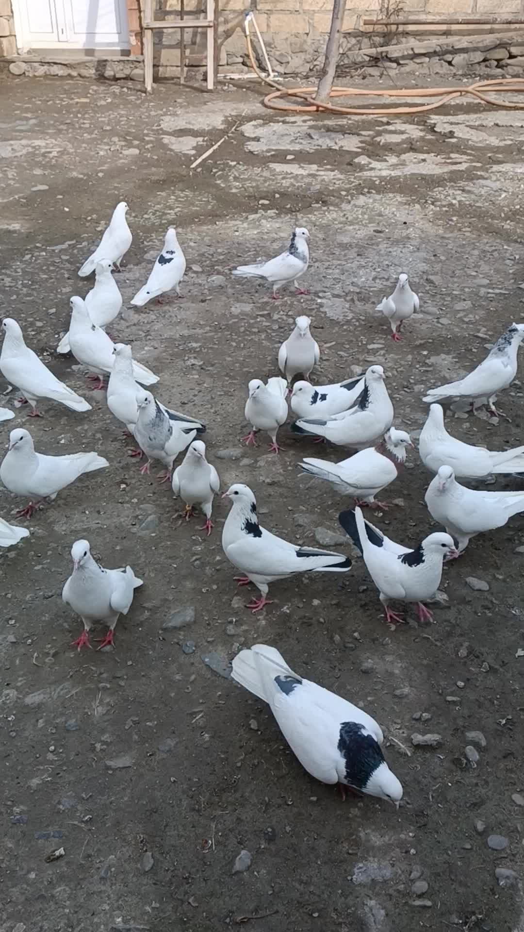 @Resul_osanli020