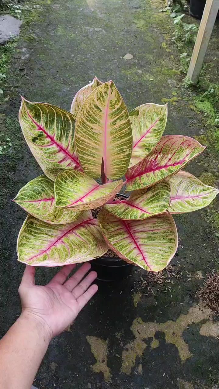 @Ronaldo_Aglaonema