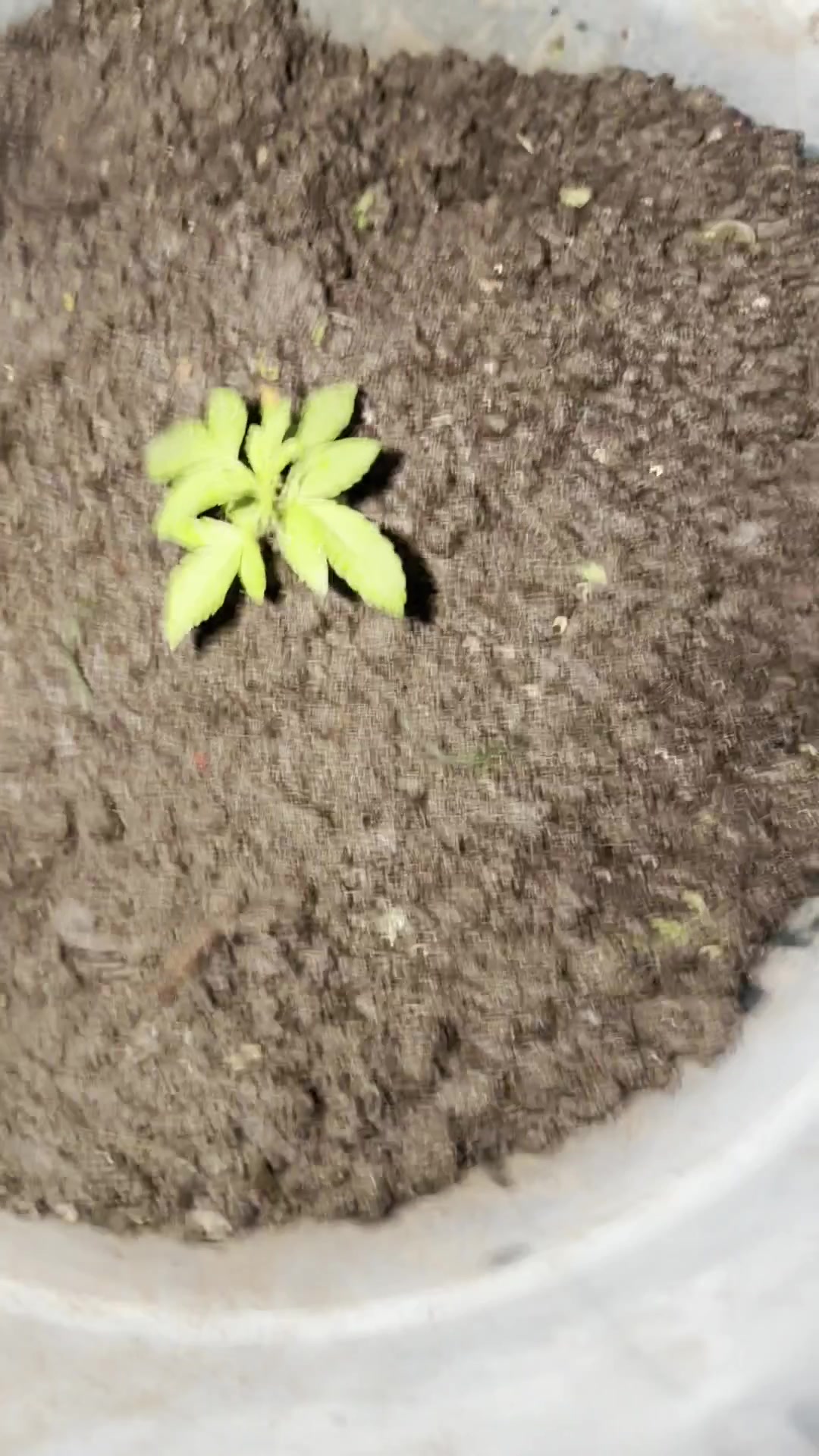 @rosalioocon