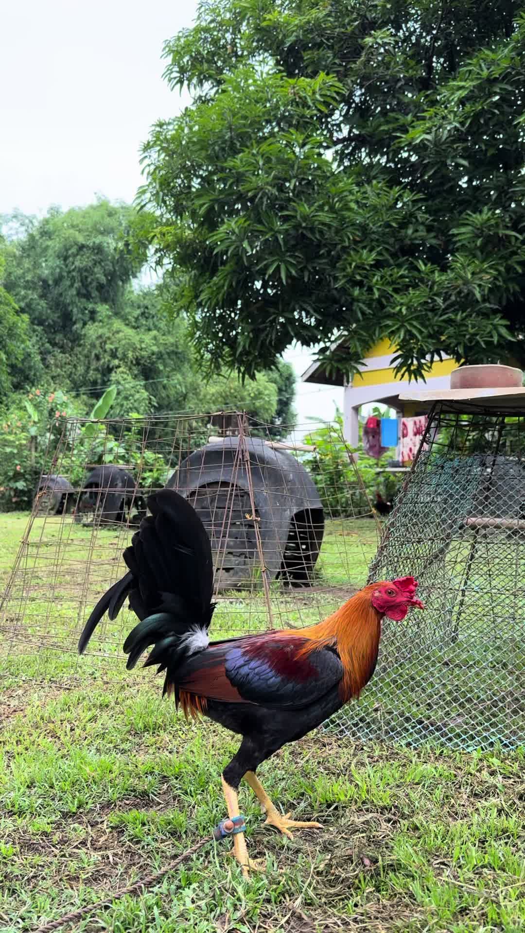 @LA GAME FARM
