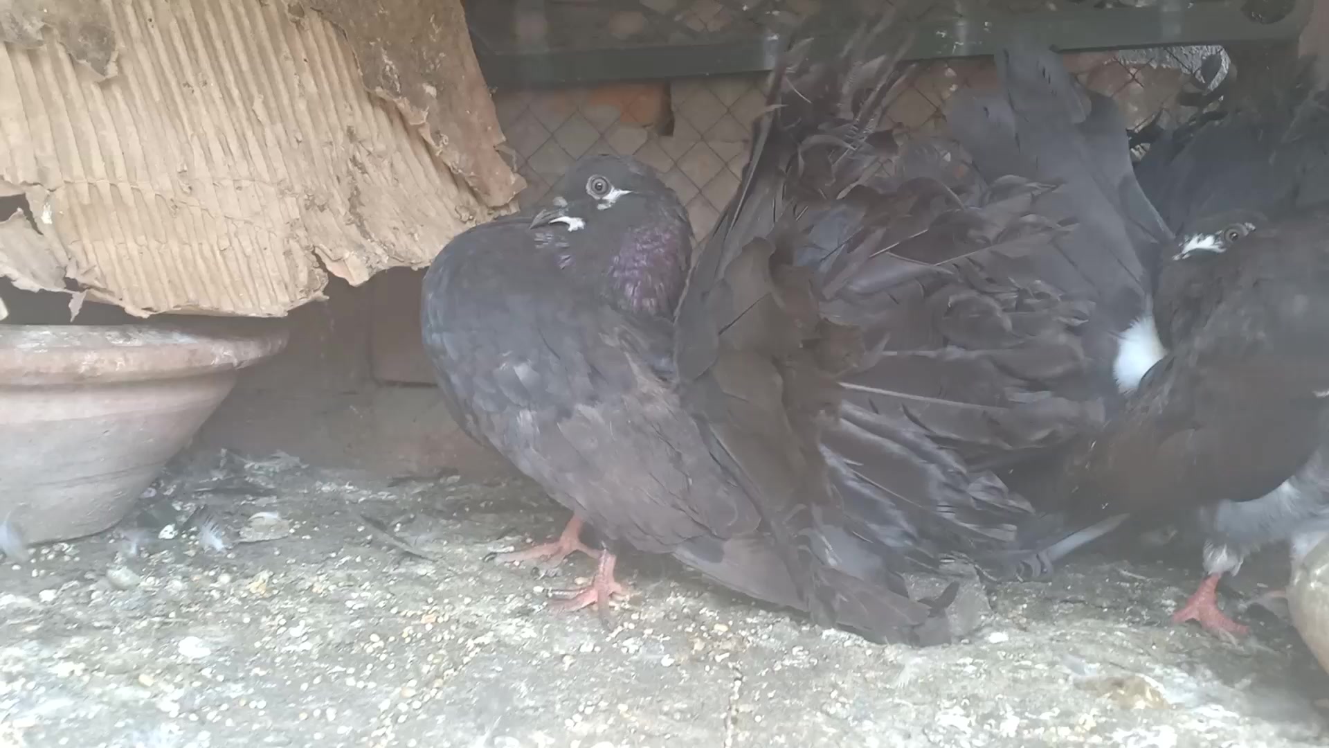 @royal birds